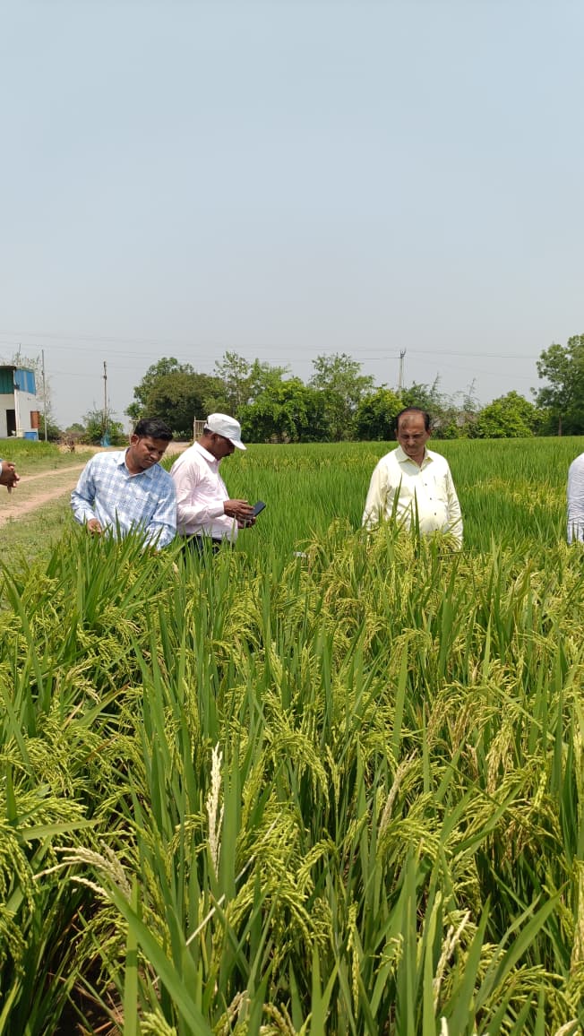Happy Farmer with Paddy Harvest