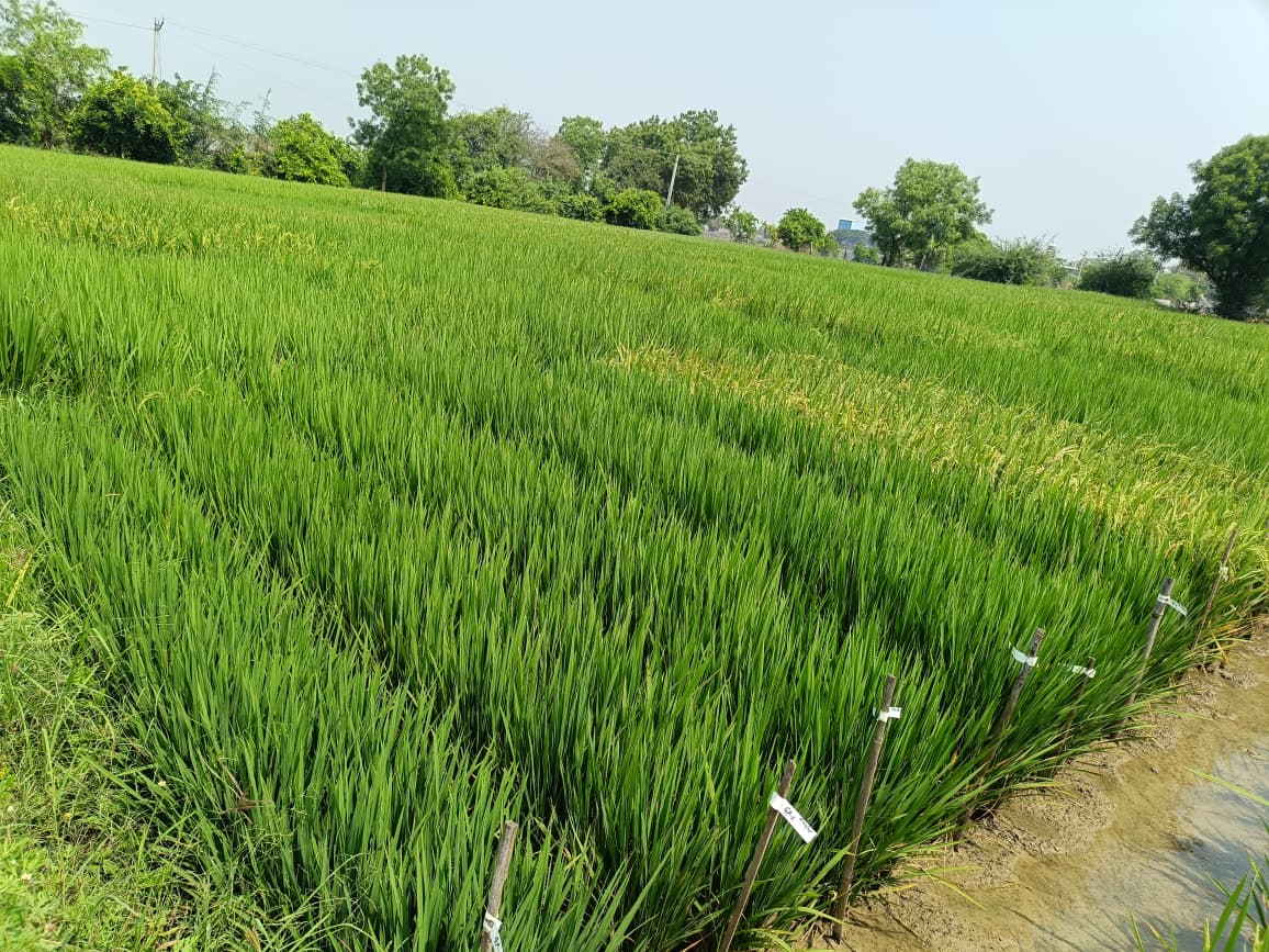 Maize Research Field