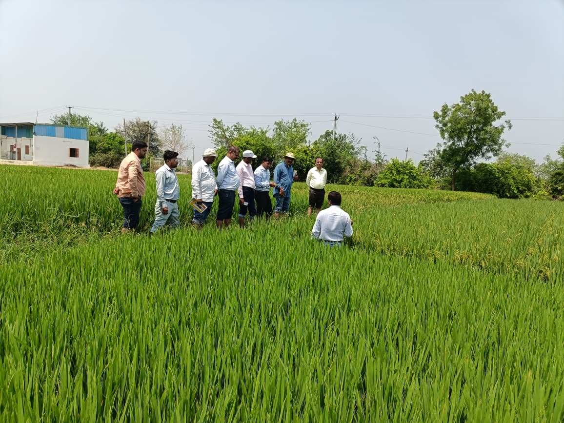 Lush Green Paddy Fields