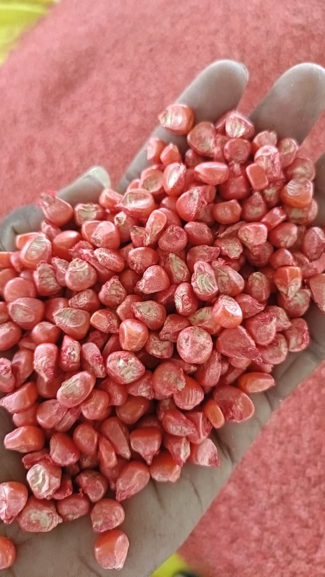 Seed Quality Testing