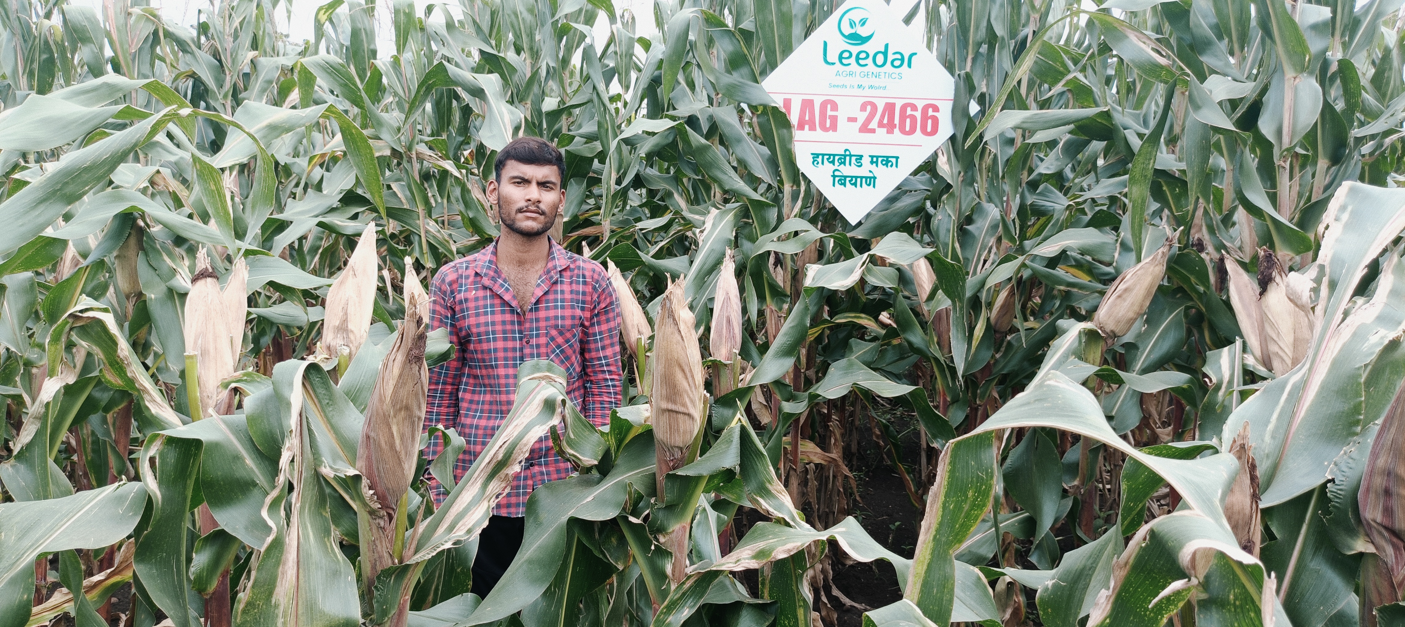 Maize Research Field