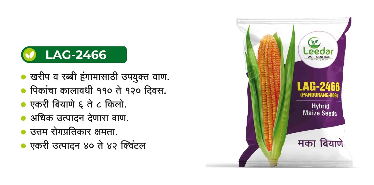 LAG-2466 Maize