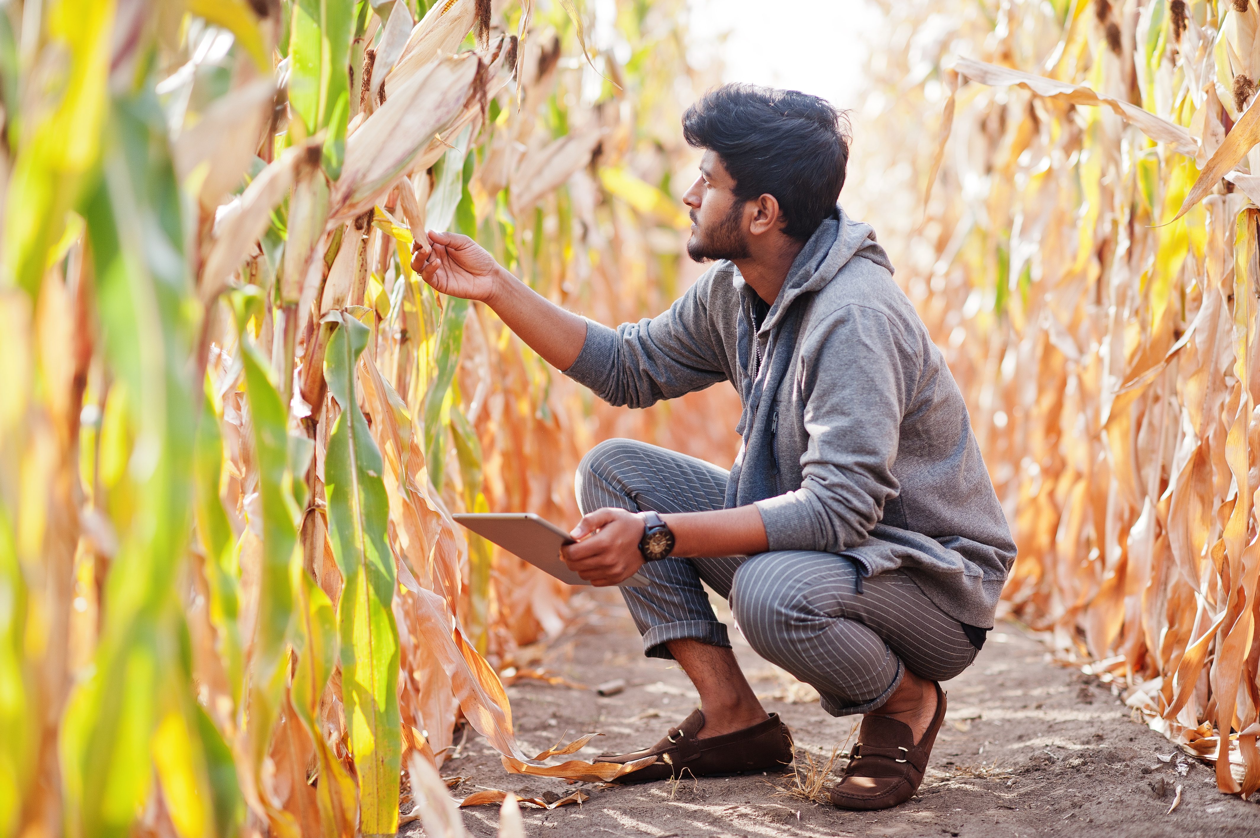 Maize Research - High Yield Corn Varieties