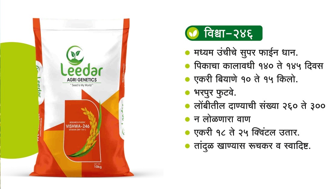 Vishwa-246 Paddy
